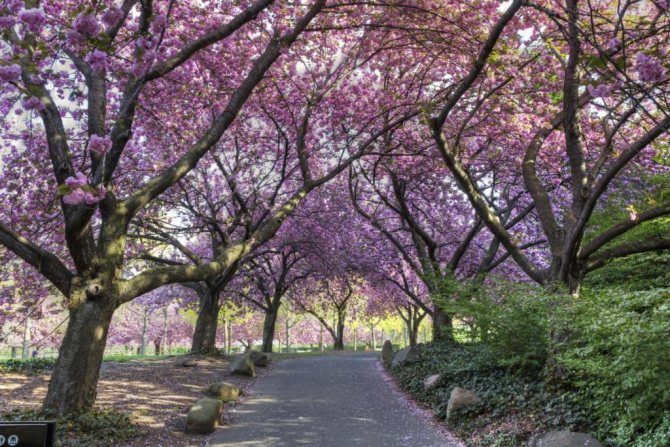 аллея в апреле