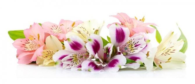 Альстремерии