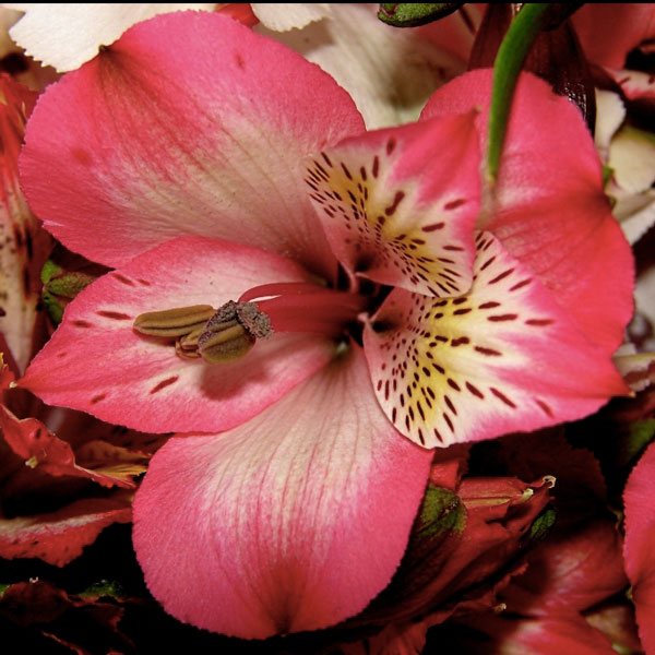 альстромерия для свадебного букета