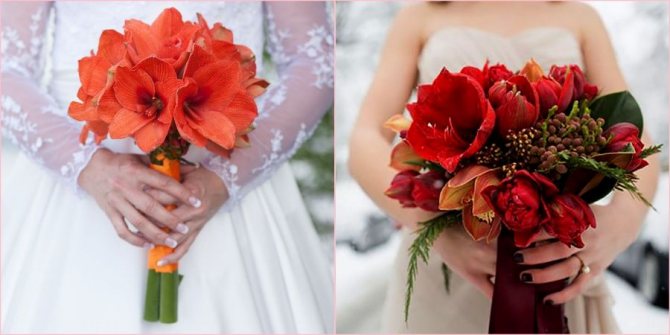 Амариллисы в моде