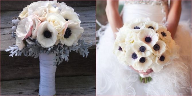 Анемоны очень разнообразны