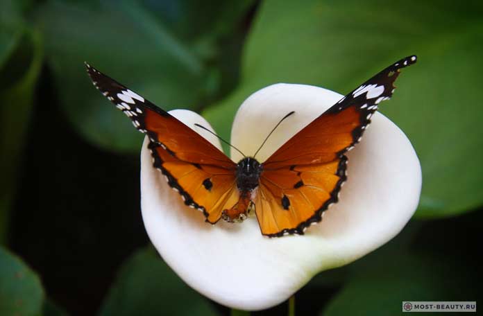 Бабочка на цветке