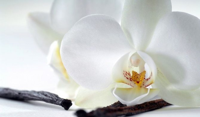Белая орхидея