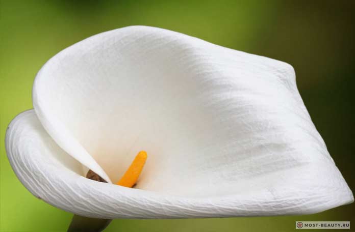 Белокрыльник