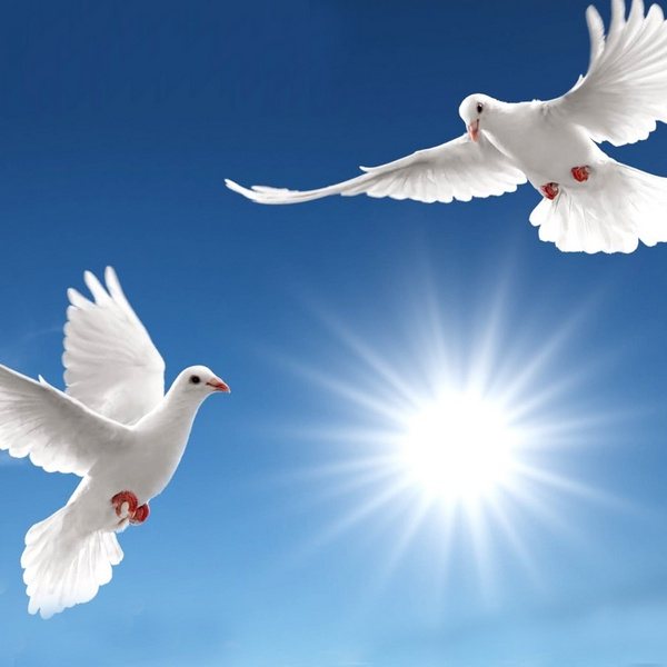 белые голуби на свадьбе