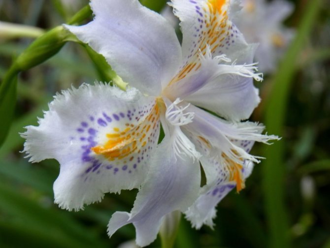 Белые ирисы