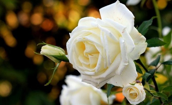 Белые розы