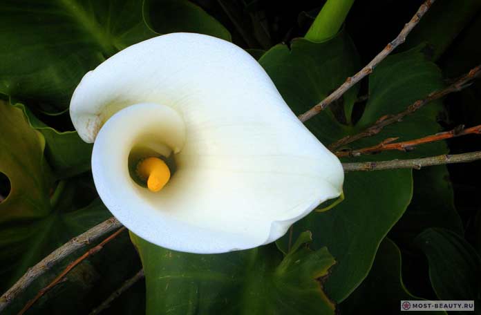 Белый цветок