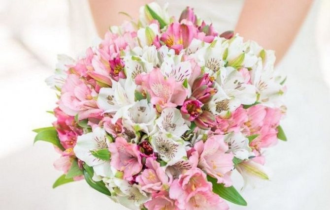 Букет для невесты из хризантем и альстремерий