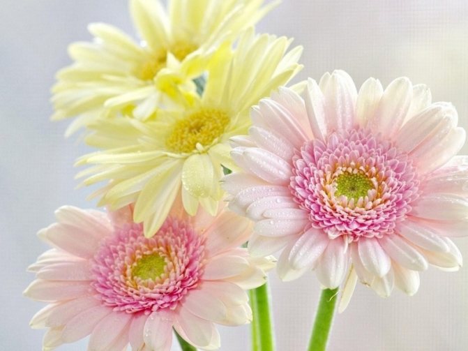 Букет гербер - универсальный подарок