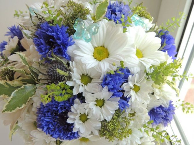 Букет из дендтратемы