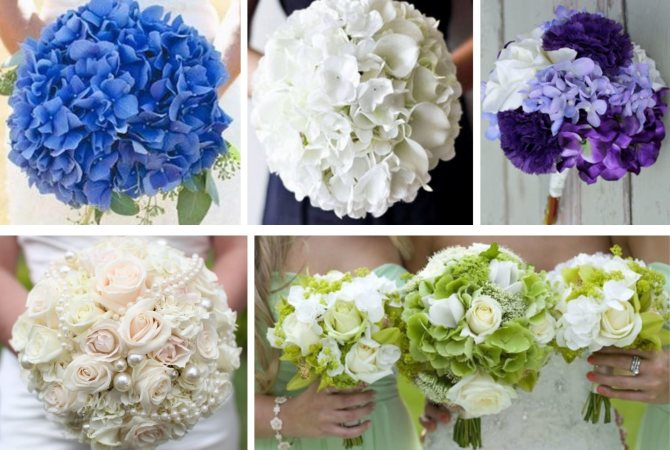 Букет из гортензии: фото, виды, дизайн