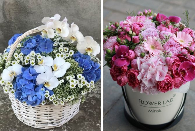 Букет из гортензии фото, виды, дизайн