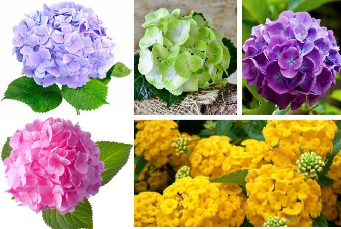 Букет из гортензии фото, виды, дизайн