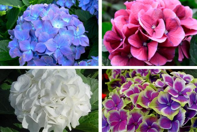 Букет из гортензии фото, виды, дизайн