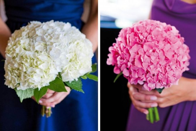 Букет из гортензии фото, виды, дизайн