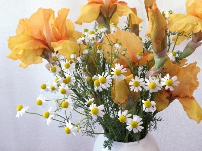 Букет из ирисов и ромашек