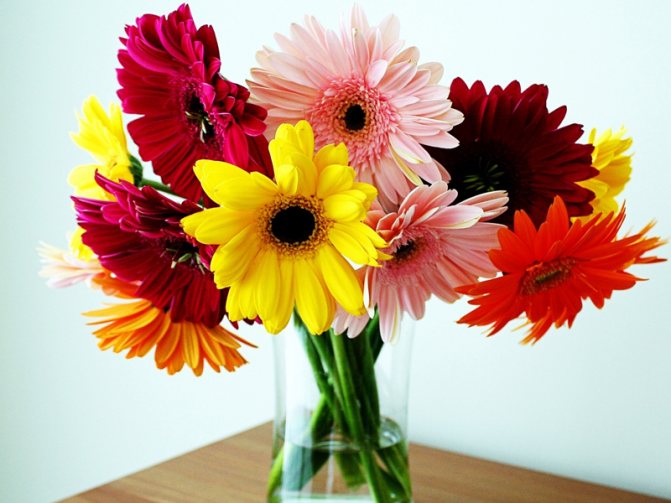 Букет из разноцветных гербер