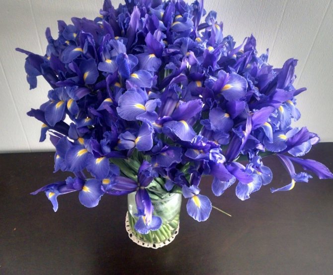 Букет из синих ирисов
