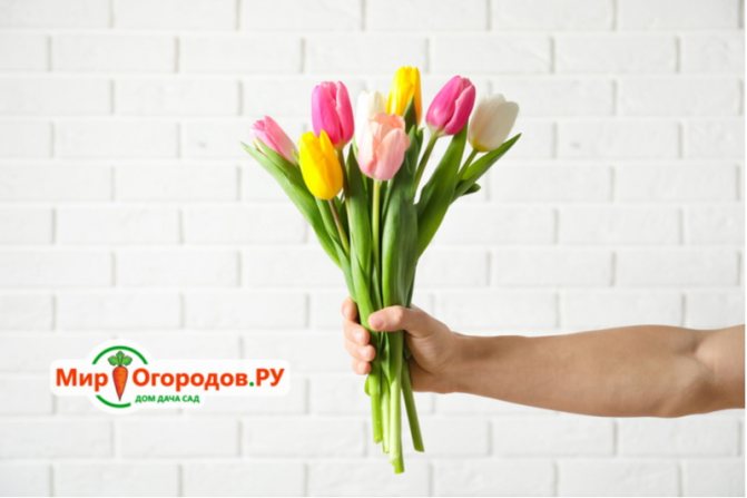 букет из тюльпанов