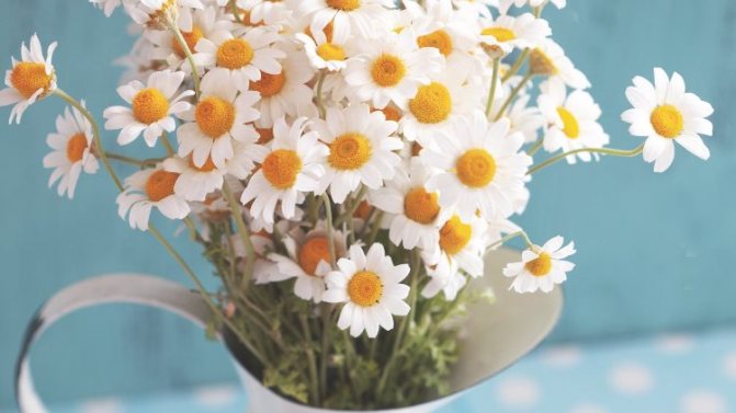 Букет ромашек