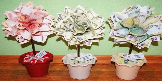 Часто в такой день дарят денежное дерево