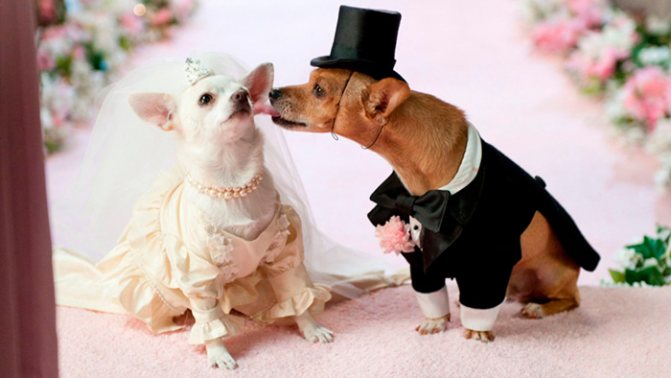 Что сулит молодожёнам год Собаки?