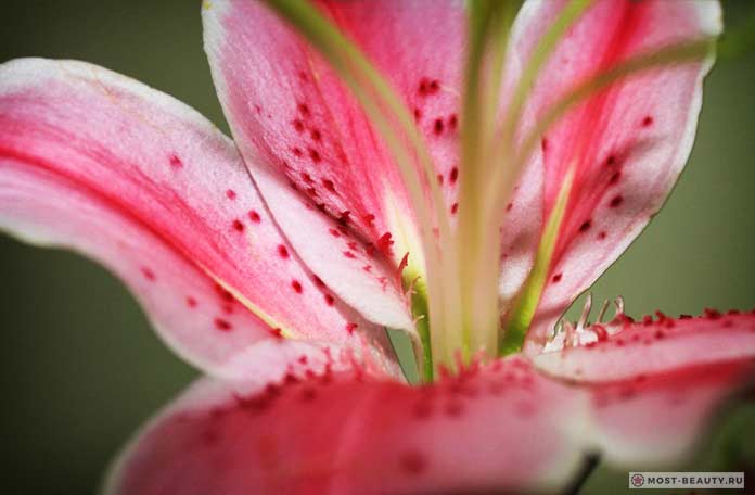 Цветок каллов