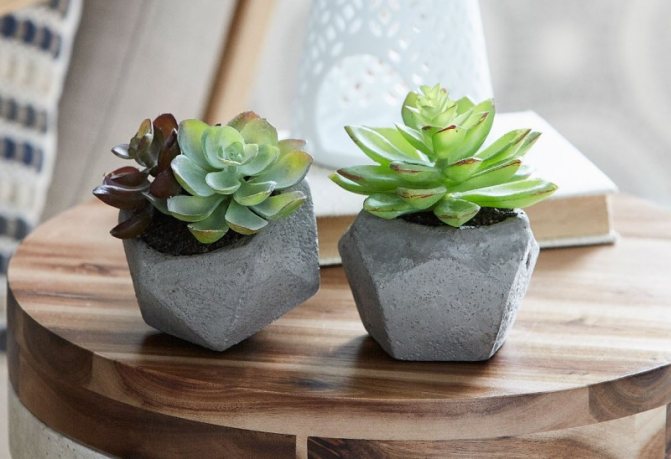 Цветы в подарок