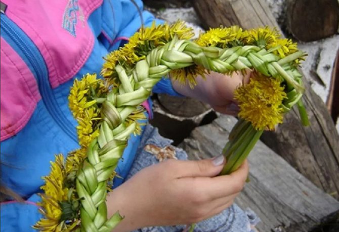 Делаем венок из живых одуванчиков своими руками