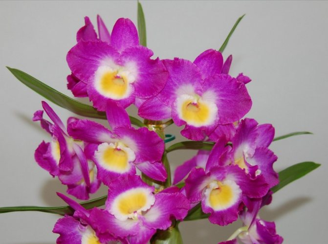 Дендробиум