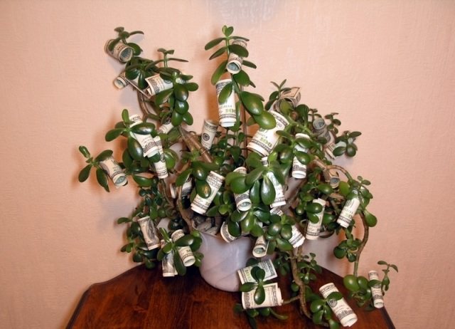 Денежное дерево