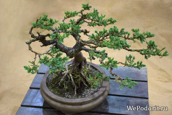 Дерево бонсай
