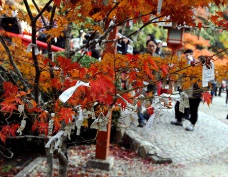 Дерево желаний в Японии