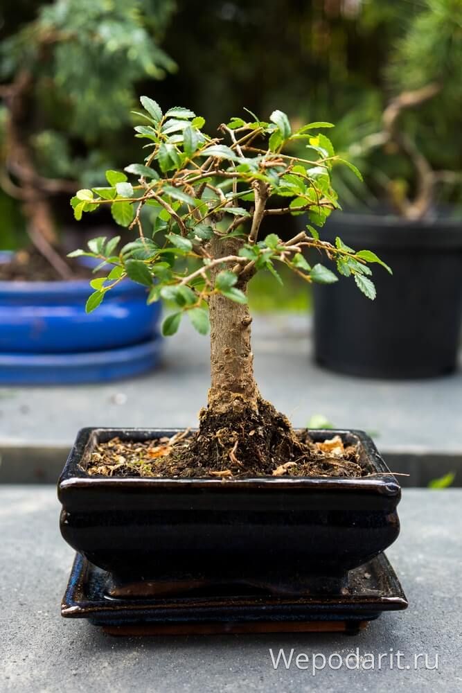 домашний Бонсай