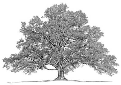 древо-жизни