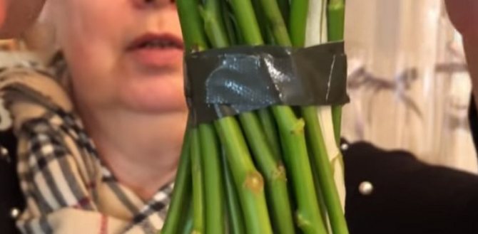 Фиксирование стеблей