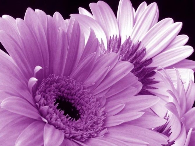 'Фиолетовые герберы подойдут для