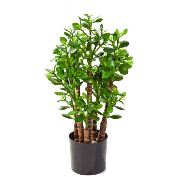 Фото денежного дерева на 5-ю годовщину свадьбы