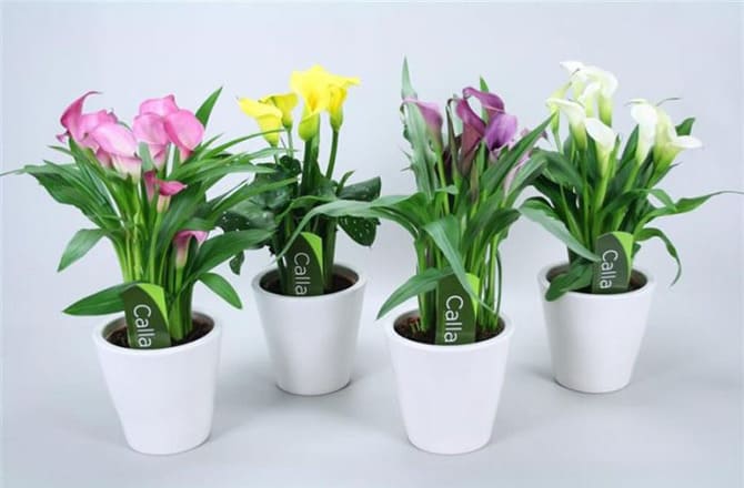 Фото калл разных цветов