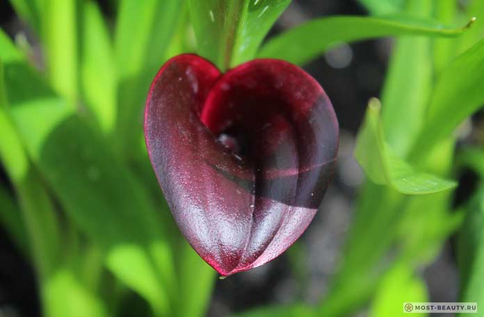 Фото каллов