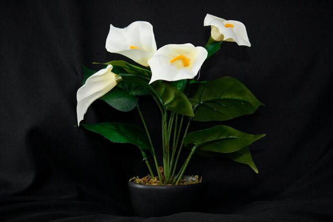Фото каллы в горшке