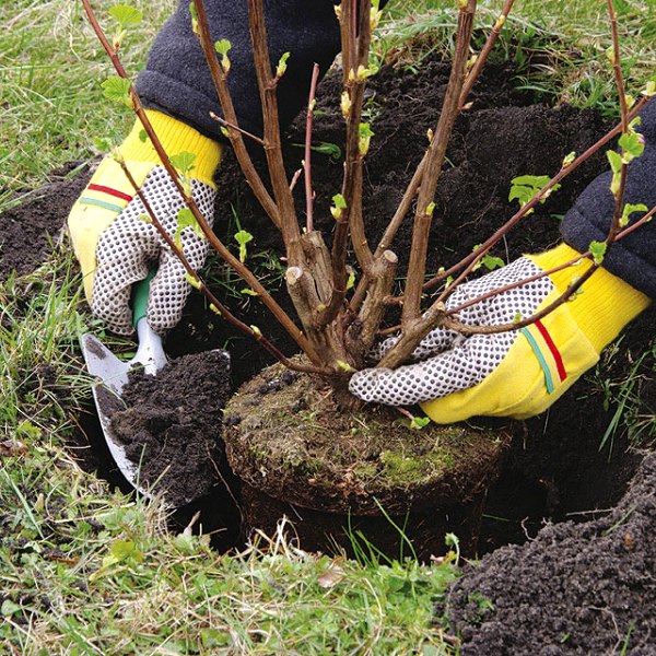 Фото посадки дерева на 5 лет годовщины свадьбы
