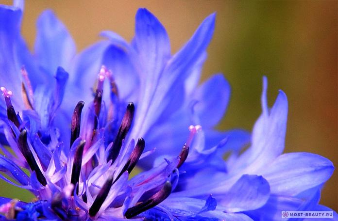 Фото васильков