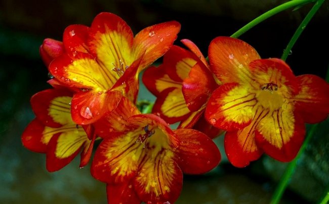 Фрезии цветы фото букеты