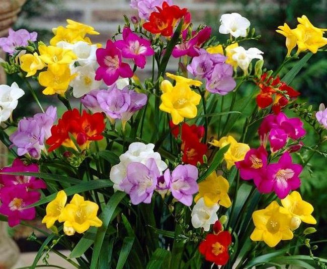 Фрезии цветы фото букеты