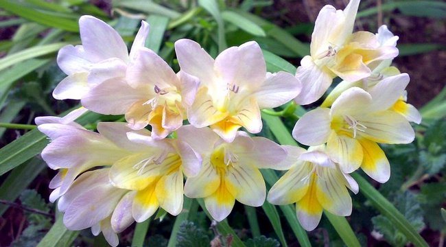 Фрезии цветы фото букеты