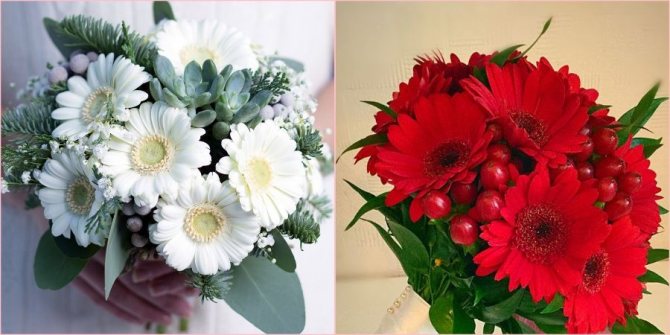 Герберы давно уже любят многие девушки