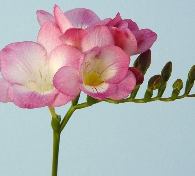 Гибридный сорт