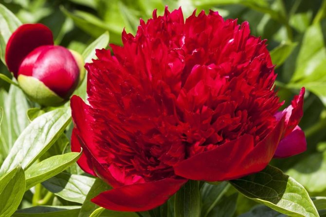 гид по пионам от свадебного букета до декора 6